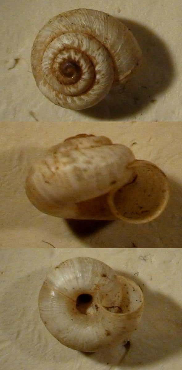 Xerotricha apicina (Lamarck, 1822)